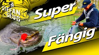 Dieses Angeln ist SUPER FÄNGIG | Welsangeln mit Fireball |Tauwurm und Köderfisch