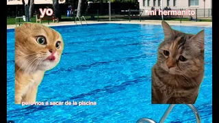 gatos van a la piscina (meme de gatos 🐱)