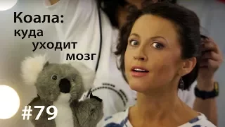 Коала: куда уходит мозг // Всё как у зверей #79