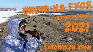 Охота на гуся / Алтайский край / Первый опыт