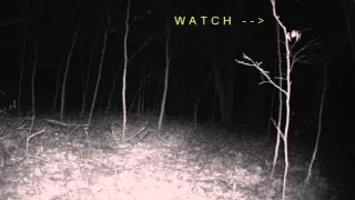 Strange flying object hits a raccoon on my trail camera
