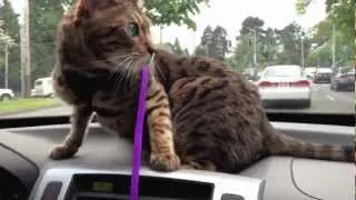 Bengal Cat Riding in Car