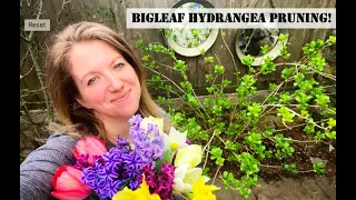Don't Lose Any Flowers! Spring Pruning Bigleaf Hydrangea (Macrophylla) + Endless Summer Hydrangea!