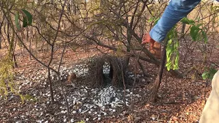 Great Bowerbird bower in the Northern Territory