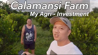 Calamansi Farm | My Agri-Investment