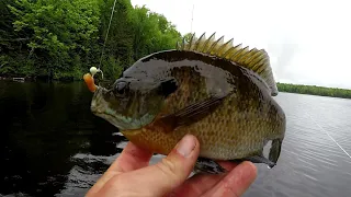 Bluegill Fishing Tips - How To Locate And Catch Big Bluegill (In 2019)