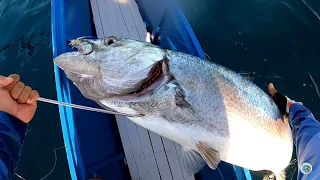 GREAT BARRACUDA AND GIANT TREVALLY CAUGHT IN JIGGING