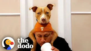 Rescue Pittie Is Such A Goofball Around Grandma And Grandpa | The Dodo