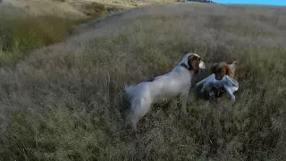 Rabbits, Spaniels and Guns.