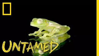 You Can See Through This Frog | Untamed