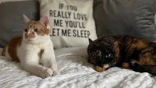 Mornings with CatManJohn - Part 7 - (My cat and my fiancé have a lot to say to eachother!)