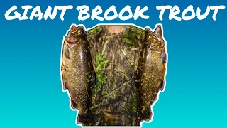 GIANT brook trout and salmon NL