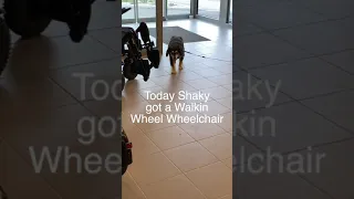 Dog gets a Wheelchair