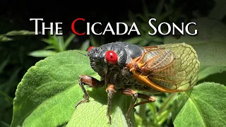 "Fly Away" The Cicada Song
