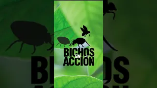 Lanzamiento Bichos en acción, jugando aprendo a valorar a los insectos