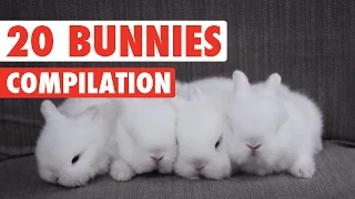 20 Funny Bunnies Pet Video Compilation 2016