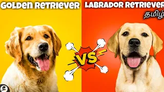 Labrador retriever VS Golden retriever | pet comparison | funny😂