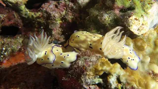 Snorkeling Raja Ampat. Western Gam. Yangello. Mangrove Ridge. Indonesia. November 2023