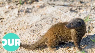 Mongoose: The Story Of An Unlikely Predator | Our World