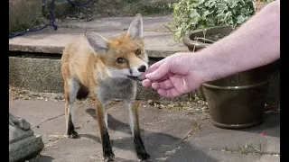 Friendly wild urban fox comes to be fed #2
