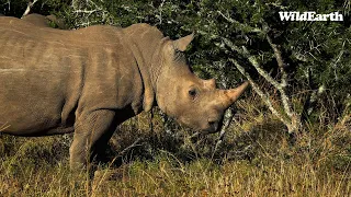 WildEarth - Sunrise Safari -  27 February 2024