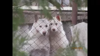 Тихо/Запели мои оглоеды/