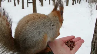 Незнакомая белка не дала покормить Ушастика / An unfamiliar squirrel did not let Ushastik  feed