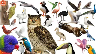 Birds Name Vocabulary| Learn 60+ Birds Name for Preschoolers, Toddlers, children & kids in English