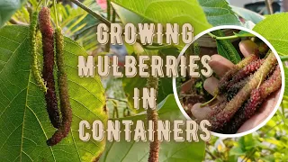 How to grow Mulberries in pots | Mulberry tree from our home Garden