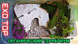 ДЕЛАЕМ ОРГАНИЧЕСКИЙ ТЕРРАРИУМ! ОРГАНИЧЕСКИЙ ТЕРРАРИУМ! EXO TOP