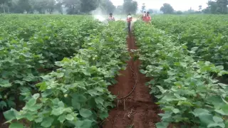 Gun spraying in cotton farm(2)