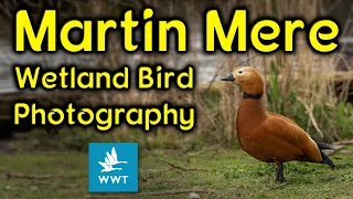 Photographing Wetland birds at Martin Mere Nature Reserve