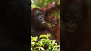 Hilarious calls 😃Orangutan with baby 😍🥰#shorts#wildlife