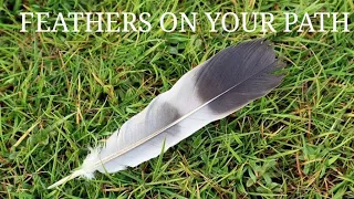 What's the meaning of finding a feather on your path ( The Spiritual Meaning)
