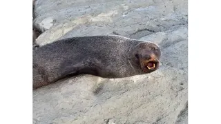 凯库拉近距离接触海豹