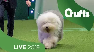 Eukanuba World Challenge Final | Crufts 2019