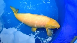 Modern Koi Blog #956 - Chris Vietoris versteigert einen 98 cm Karashigoi