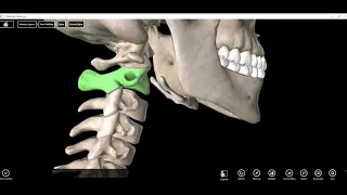 Atlas (C1) and Axis (C2) Vertebrae