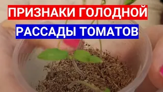 РАССАДА ТОМАТОВ ПЛОХО РАСТЕТ - ЗАМОРИЛИ ГОЛОДОМ! ЧЕМ ПОДКОРМИТЬ ЧАХЛУЮ РАССАДУ.