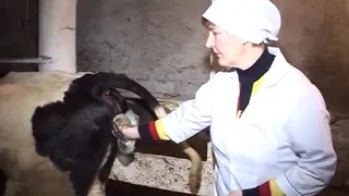 Урок №26  Техника искусственного осеменения коров