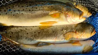 Hammering the Trout in St Marks, Tarpon! Part 2