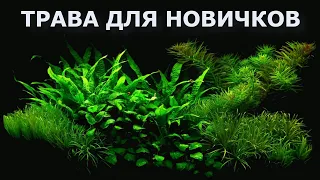 ТОП аквариумных растений для новичков