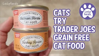 Trader Joes New Grain Free Cat Food Review - Salmon Recipe Turkey Recipe