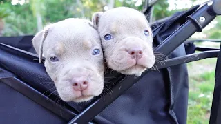 Taking our puppies outside in the wagon!