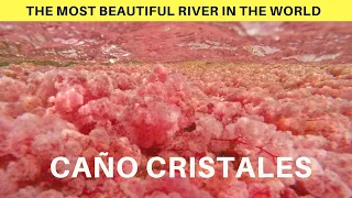 ❤️  CAÑO CRISTALES 🌈  The MOST BEAUTIFUL RIVER in the WORLD  ❤️