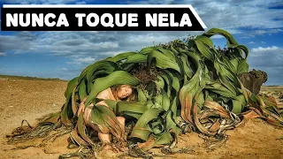 Nunca Toque Em uma Welwitschia Mirabilis. Descubra Porque.