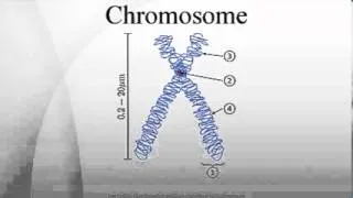 Chromosome