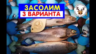 Рецепт засолки горбуши 👍 Как заслолить лосося, если переморожен 👍 3 способа засолить горбушу