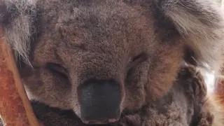 A day in the life of a Koala 🐨🌿❣️😴