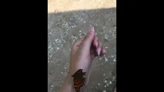 Бабочка крапивница